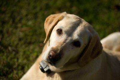 tsc pet vaccinations