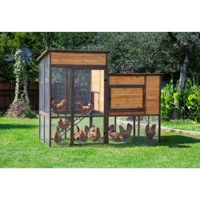 Chick Days Tractor Supply Co.