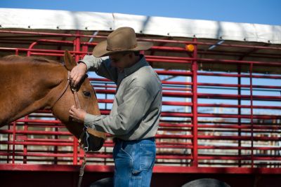 Horse Health & Medical