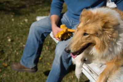 Collie dog sitting in the back of a truck.