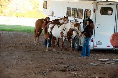 Horse Health & Medical