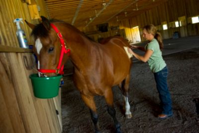 Horse Feed & Nutrition