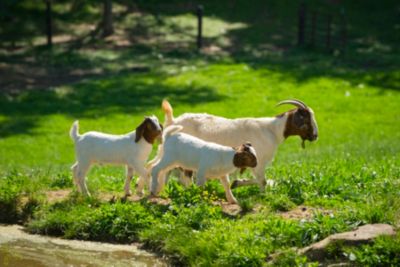 goats medication animal tractor supply prevent illness tsc stocks vaccines medications treat range wide