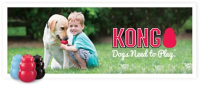 kong dogs need to play