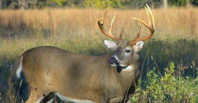 Feeding Big Game For Hunters and Nature Lovers - Tractor Supply Co.