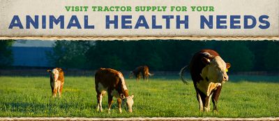 dog antibiotics tractor supply