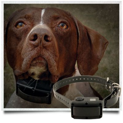shock collars for dogs at tractor supply