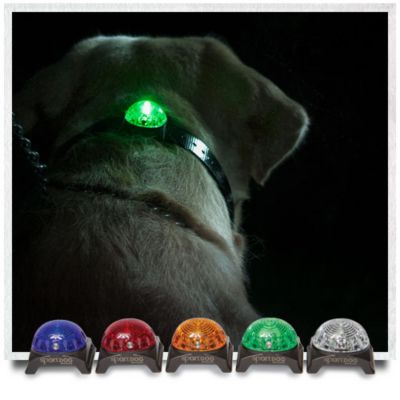 sportdog brand collar