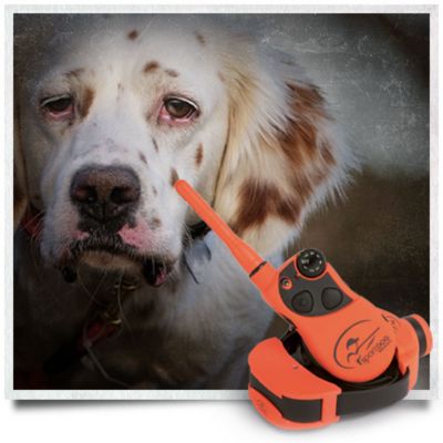 tractor supply sportdog