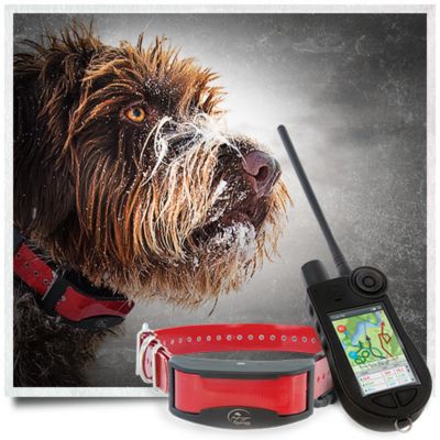 sport dog training collars