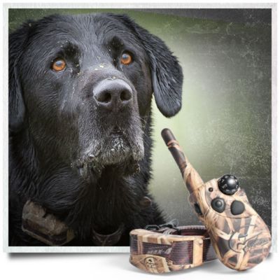 tractor supply sportdog