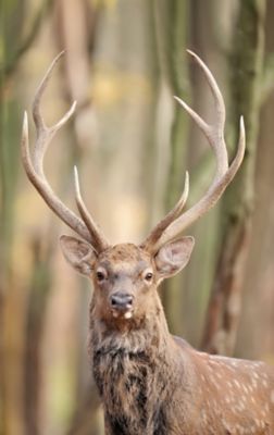 2016-tsc-fall-out-here-making-the-big-bucks-antlers?$500$