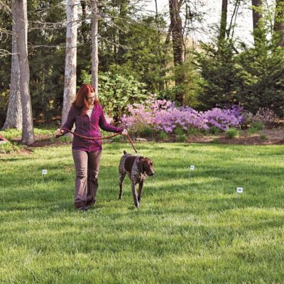 Tractor supply in ground hotsell dog fence