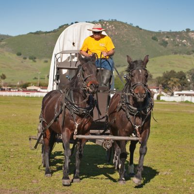 Racing Horses Find New Career Tractor Supply Co.