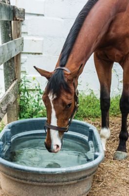 How To Keep Your Horse Healthy