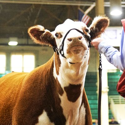Horse and Livestock Show Supplies Tractor Supply Co.