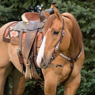 Horse and Livestock Show Supplies Tractor Supply Co.