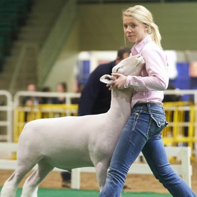 Horse and Livestock Show Supplies Tractor Supply Co.