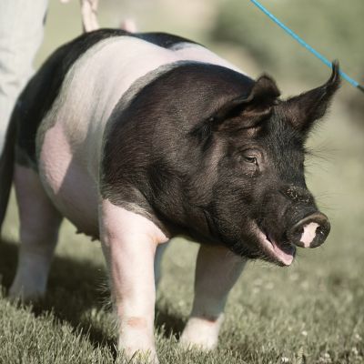 Horse and Livestock Show Supplies Tractor Supply Co.