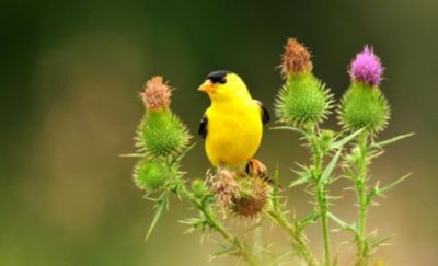 wild bird food tractor supply