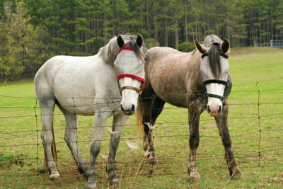 farm fly control