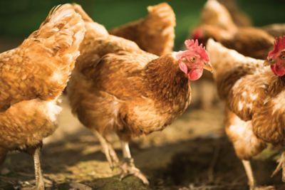 poultry wormer tractor supply