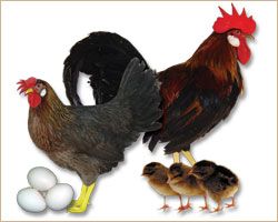 Poultry Breed Research Guide | Chicken Care | Tractor Supply Co.
