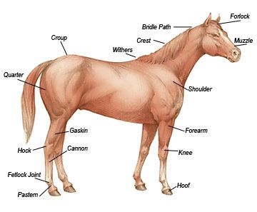 What To Look For When Buying A Horse | Horse Care | Tractor Supply Co.