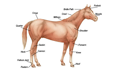 What To Look For When Buying A Horse | Horse Care | Tractor Supply Co.
