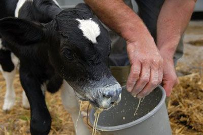 calf feeding milk cattle calves bucket raising pail forethought bit key health pellets pails misdeeds misguided sucking