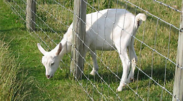 Barbed Wire Fence Cattle Barbed Wire Fence Cattle