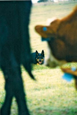 Cow Dogs Fall 2009 Out Here Magazine Tractor Supply Co