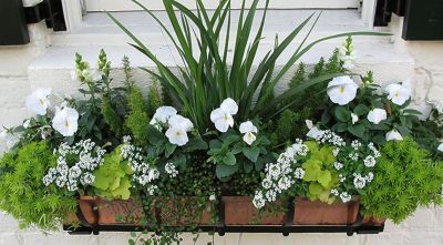 Celosia and heliotrope planted in a container garden
