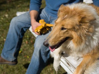 Vaccinating Cats and Dogs | Tractor Supply Co.