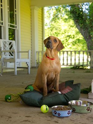 tractor supply insulated dog house