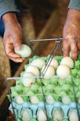 Farm Raises Baby Ducks and Geese  Chicken Care  Tractor Supply Co.