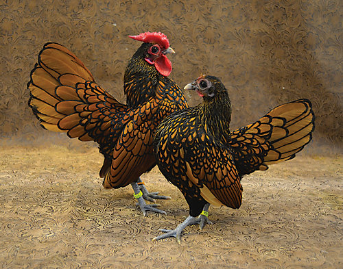 Regal Bantam Rooster Decor 22" Wings Out 