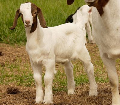 goat_3