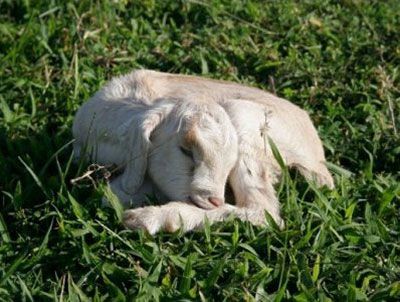 Goat Care for Beginners: How to Raise Goats