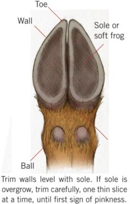 Learn How and When to Trim Your Goats' Hooves | Goat Care | Tractor