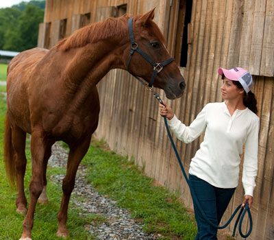  Pregnant Mare Nutrition