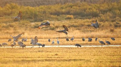 Migration Patterns of Tundra Birds: Tracking Radar Observations