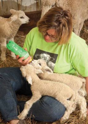 sheep care bear