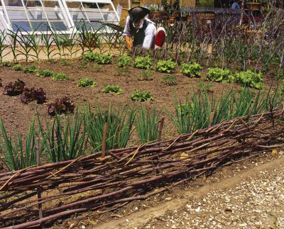 Natural Fencing Built Using Stones, Trees and Hedges | Environmental
