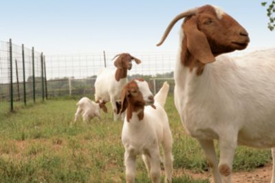 Introducing a New Goat into The Herd