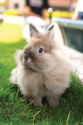 english angora rabbit for sale near me
