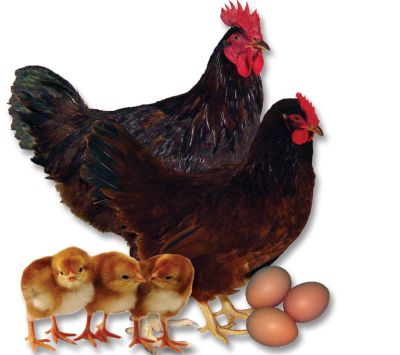 Poultry Breed Research Guide | Chicken Care | Tractor Supply Co.