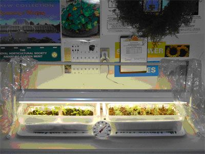 Completed Seed Starter
