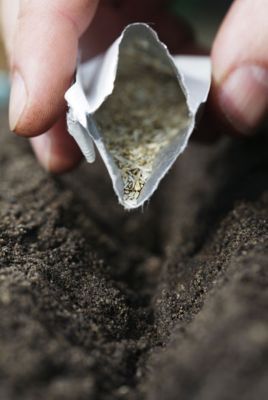 Packet of seeds being poured into the soil