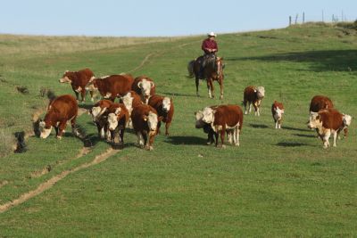 Small Cattle Large Profits Spring 2007 Out Here Magazine